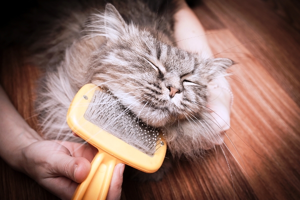 cat-grooming